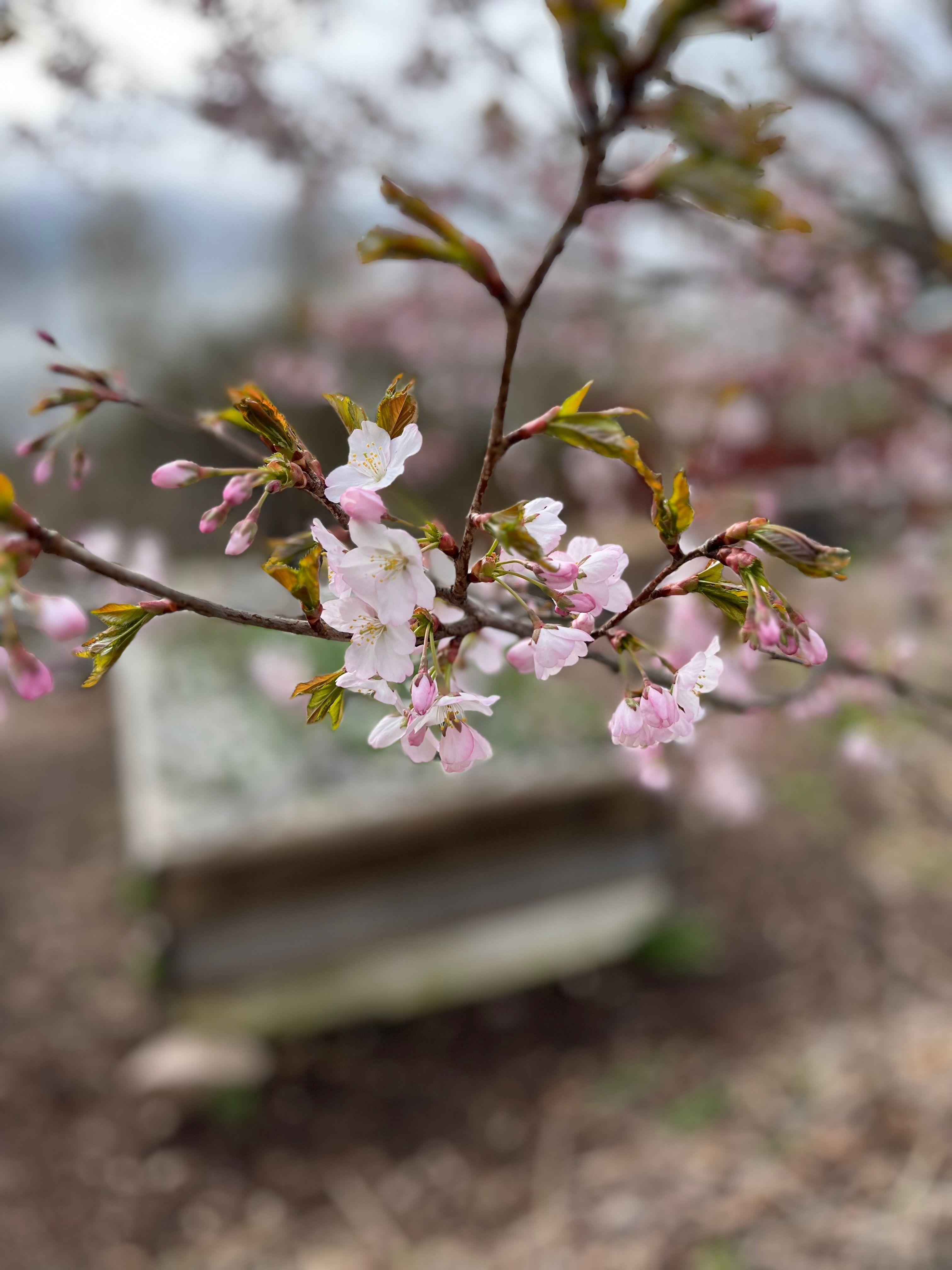 Beskärning & Skötsel