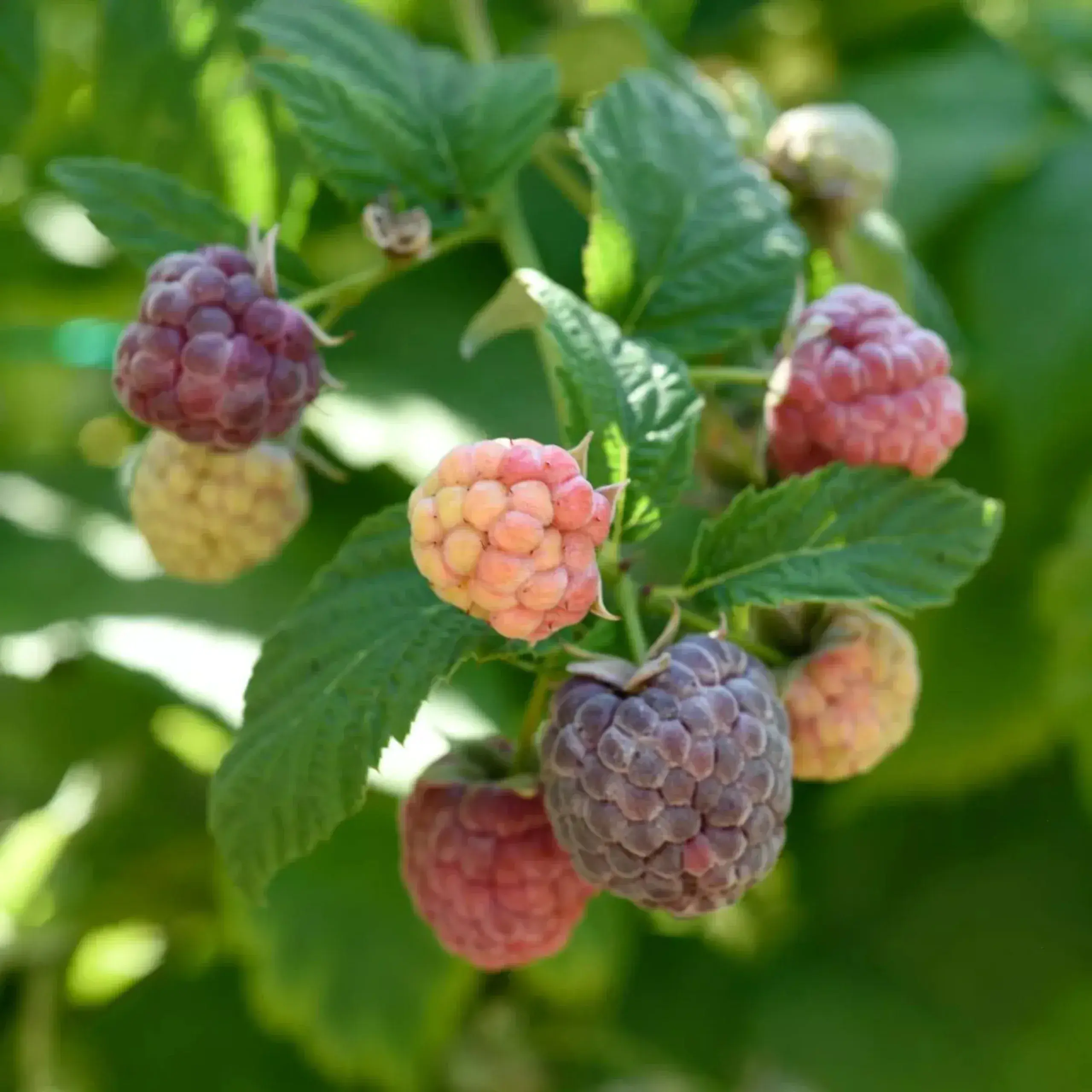 Hallon lila 'Glen coe', 2l kruka