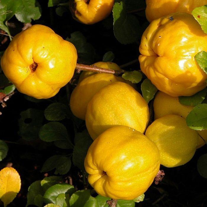 Liten Rosenkvitten 'Balsgård Rondo', Busk, 3,5l kruka