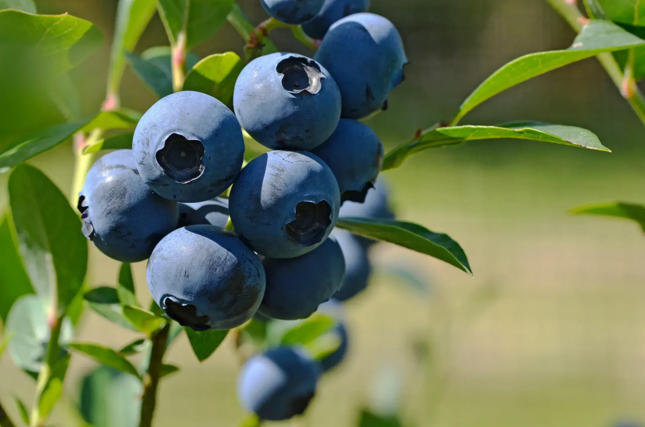 Amerikanskt blåbär 'Roxy blue'