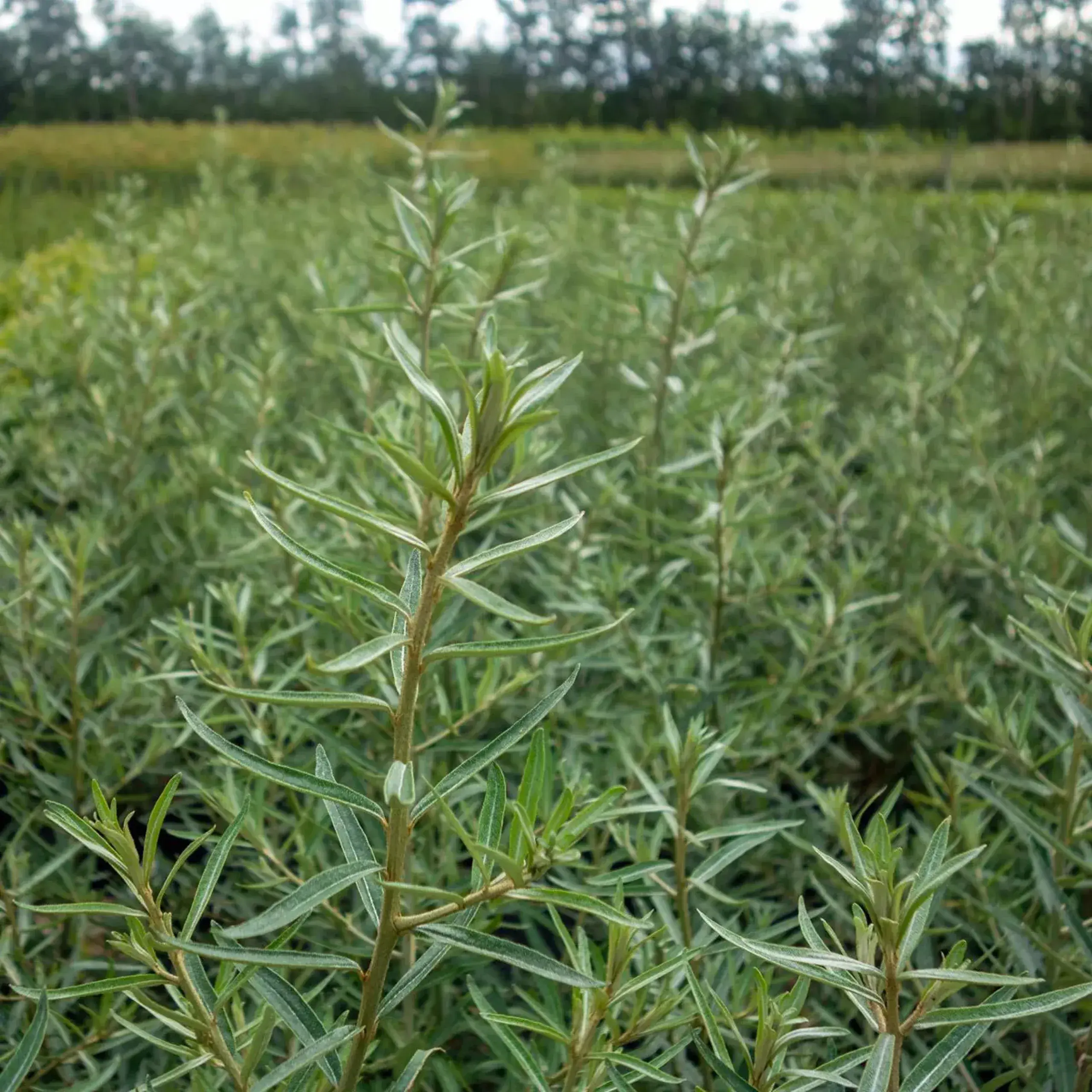 Havtorn hanplanta, 3,5l kruka