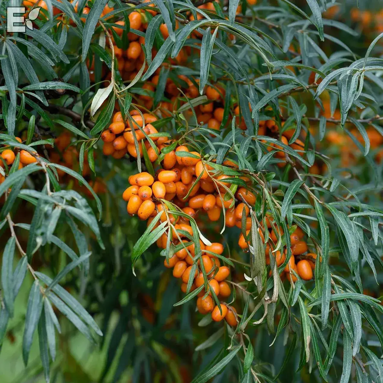 Havtorn honplanta, 3,5l kruka