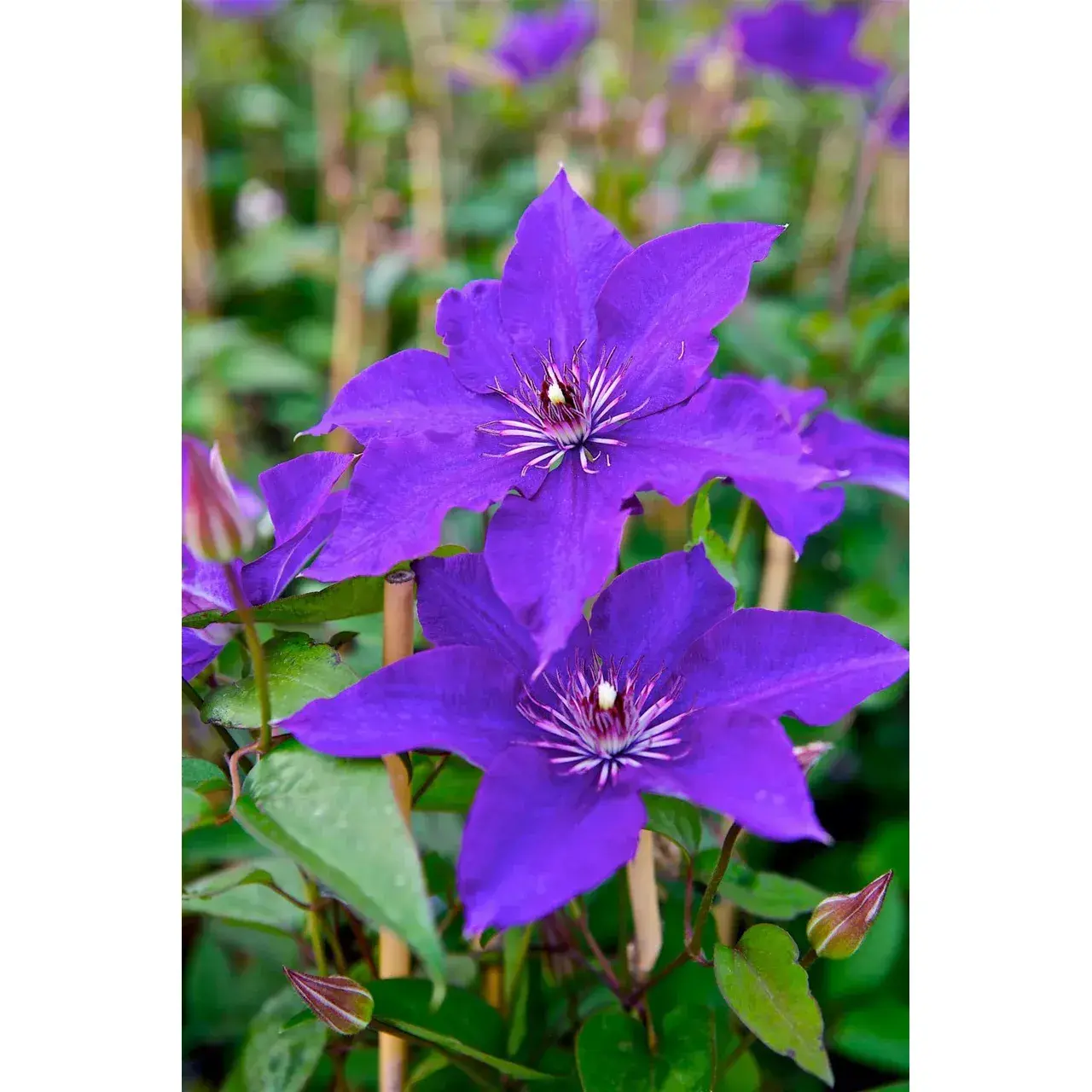 Klematis - 'The President'